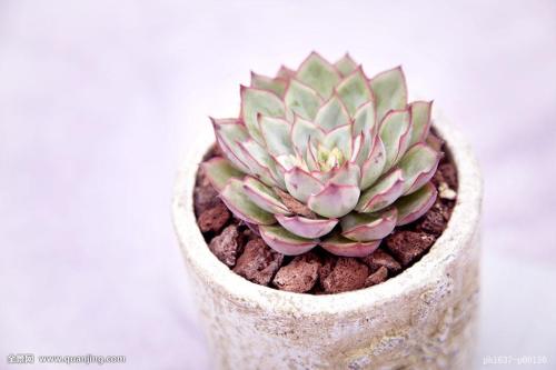 À´ÁË£¡10²¿ÐÂÆ¬½ÇÖð¹úÇìµµ