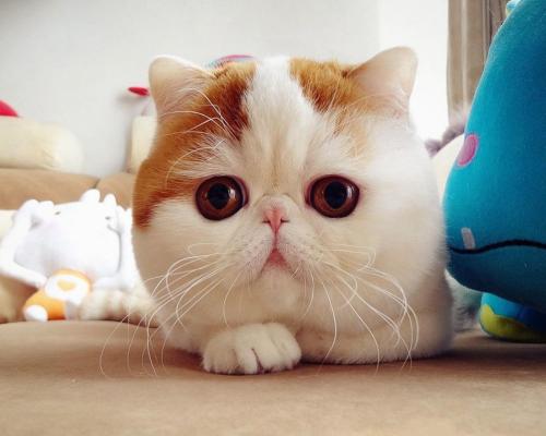 最新数据!大熊猫圈养数量达到633只